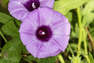 Purple Bindweed May 2026